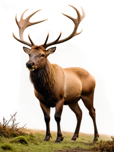 elk,antlered,red deer,elk bull,wapiti,stag,cervus elaphus,venado,elk park,antler velvet,rutting,barathea,baratheon,bull elk resting,male deer,deer bull,european deer,bull elk on lateral moraine,faune,pere davids male deer,Illustration,Realistic Fantasy,Realistic Fantasy 10