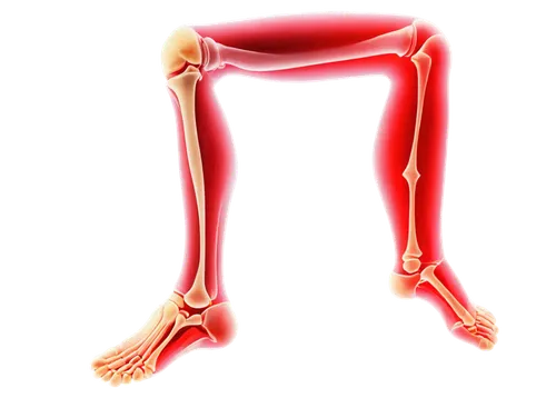 hindlimbs,thighbone,hindlimb,u leg bridge,psoas,osteoporotic,leg bone,musculoskeletal,osteomalacia,osteoarthritis,osteoblast,hindfeet,metatarsus,anteroposterior,osteocalcin,dorsiflexion,sciatica,femur,foot reflex zones,longitarsus,Photography,Fashion Photography,Fashion Photography 24