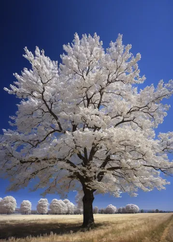 snow tree,snowy tree,winter tree,isolated tree,hoarfrost,almond tree,birch tree background,seasonal tree,tree white,lone tree,snow trees,blossom tree,bare tree,almond trees,winter background,argan tree,treemsnow,deciduous tree,cherry blossom tree,cherry tree,Illustration,Realistic Fantasy,Realistic Fantasy 28