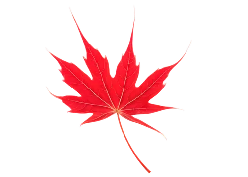 Maple leaf, bright red color, delicate stem, serrated edges, veins visible, slightly curled, morning dew, soft sunlight, close-up shot, shallow depth of field, warm color tone, cinematic lighting.,map