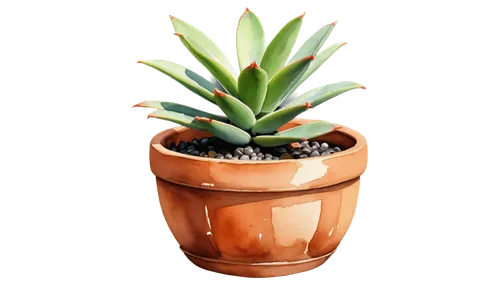 potted plant,potted palm,succulent plant,terracotta flower pot,plant pot,sansevieria,androsace rattling pot,wooden flower pot,garden pot,succulent in dark red pot,pot plant,monocotyledon,flowerpot,desert plant,torch aloe,container plant,money plant,agave azul,potted plants,houseplant,Illustration,Paper based,Paper Based 24