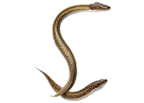 common garter snake,western terrestrial garter snake,glass lizard,gar,sharptail snake,garter snake,plain bellied watersnake,snakehead,elegans,pointed snake,eleutherodactylus,plains gartersnake,northern alligator lizard,nymphalis,eel,skink,splendor skink,shofar,doubletail,african house snake,Art,Classical Oil Painting,Classical Oil Painting 07