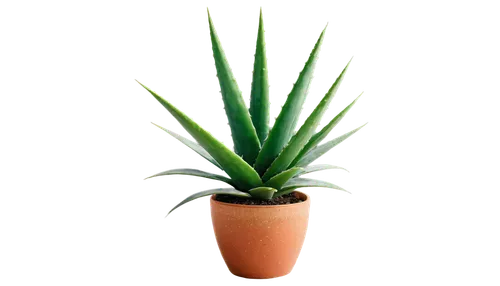 aloe vera plant, green thick fleshy leaves, succulent, white spots, thin stems, pot, ceramic material, rough texture, 3/4 composition, natural light, soft focus, warm color tone, shallow depth of fiel