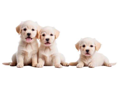 labradors,labrador retriever,goldens,puppies,color dogs,three dogs,parvovirus,golden retriever puppy,dog breed,golden retriever,spaniels,beagles,retrievers,dog pure-breed,defence,golden retriver,cute puppy,canines,defense,dog photography,Photography,Documentary Photography,Documentary Photography 30