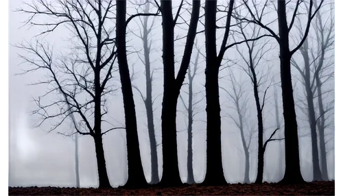 halloween bare trees,bare trees,beech trees,ghost forest,row of trees,foggy forest,copse,winter forest,deciduous forest,the trees,deciduous trees,birch trees,chestnut trees,haunted forest,dead branches,dense fog,trees,of trees,ash-maple trees,foggy landscape,Photography,Documentary Photography,Documentary Photography 13