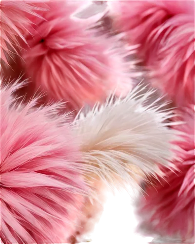 feather boa,parrot feathers,feather carnation,pompom,ostrich feather,pink quill,pink carnations,fringed pink,cochineal,pink chrysanthemum,pink chrysanthemums,flowers png,pink anemone,magenta,sea anemones,color feathers,pom-pom,pink grass,klepon,feathers,Art,Artistic Painting,Artistic Painting 29