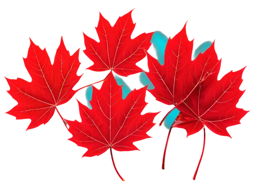 maple leaf red,red maple leaf,leaf background,maple leaves,fireworks background,maple foliage,red leaves,diwali background,red leaf,yellow maple leaf,spring leaf background,derivable,maple leave,maple bush,colored leaves,leaf icons,red blue wallpaper,canadense,red foliage,diwali wallpaper,Illustration,Abstract Fantasy,Abstract Fantasy 09