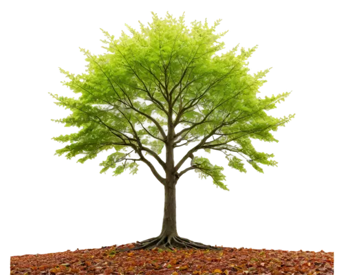 flourishing tree,celtic tree,deciduous tree,green tree,linden tree,colorful tree of life,spring leaf background,green tree phyton,arbre,brown tree,tree of life,sweetgum,sapling,arbol,argan tree,seasonal tree,patrol,magic tree,a young tree,leaf background,Illustration,Retro,Retro 23