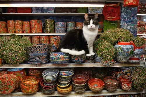 chinese pastoral cat,persian norooz,vases,morocco lanterns,lucky cat,cat supply,moroccan pattern,cat european,handicrafts,spice souk,novruz,flower cat,spice market,pet supply,marrakesh,persian,ornamental gourds,orientalism,russian dolls,nowruz,Illustration,Paper based,Paper Based 10