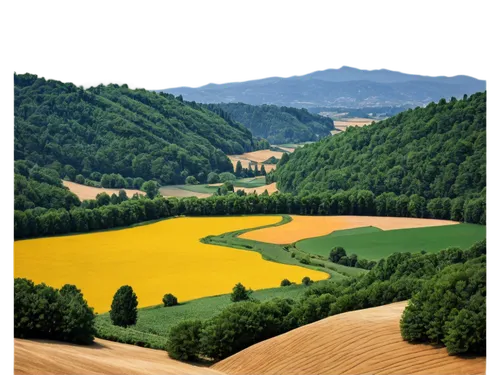 toscane,field of rapeseeds,toscana,padania,moravia,pieniny,colline,tuscany,piemonte,carpathians,umbria,umbrian,landscape background,styria,green landscape,giallo,aaaa,collina,steiermark,friuli,Art,Classical Oil Painting,Classical Oil Painting 34