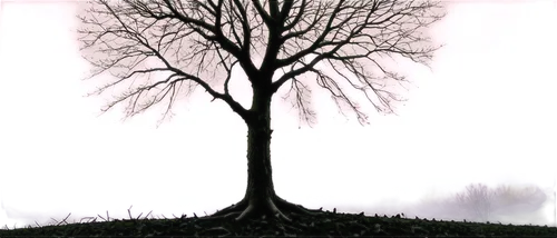 old tree silhouette,tree silhouette,isolated tree,lone tree,deciduous tree,tree thoughtless,creepy tree,tree,a tree,bare tree,brown tree,celtic tree,the branches of the tree,cardstock tree,elm tree,vinegar tree,a young tree,tree white,bodhi tree,old tree,Illustration,Black and White,Black and White 11