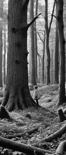 Explore the adventures of stick children in a magical forest.,beech trees,beech forest,crooked forest,coppice,forest of dean,ordinary boxwood beech trees,star wood,copse,larch wood,forest tree,europea