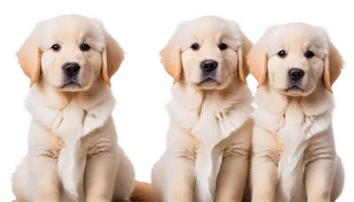 labradors,goldens,labrador retriever,color dogs,three dogs,retrievers,golden retriever,dog breed,service dogs,quadrupeds,dog pure-breed,golden retriver,labrador,animorphs,blonde dog,retriever,honden,dogana,dog photography,defence,Photography,Black and white photography,Black and White Photography 07