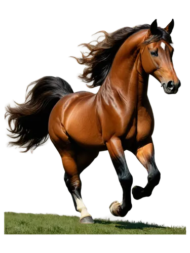 quarterhorse,arabian horse,belgian horse,equine,thoroughbred arabian,finnhorse,broodmare,horse running,clydesdale,aqha,wagiman,brown horse,trakehner,saddlebred,racehorse,galop,gallop,galloping,galloped,irish horse,Conceptual Art,Fantasy,Fantasy 05