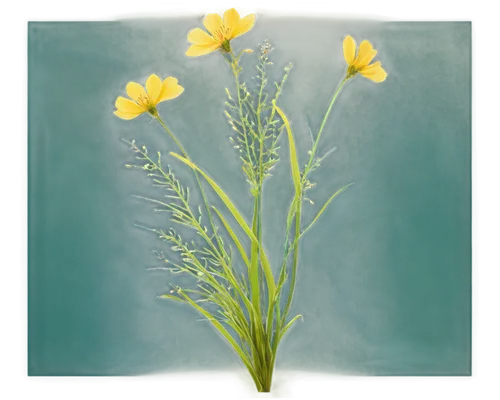 yellow cosmos,fennel flower,trollius download,bladderwort,juncea,camelina,trollius of the community,coreopsis,hieracium,elymus,flowers png,solidago,citronella,crepis,johnswort,cosmea,oenothera,helianthemum,loosestrife,brook avens,Illustration,Retro,Retro 11