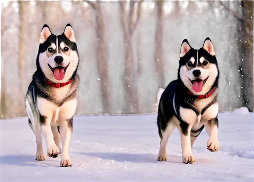 Winter scene, two dogs, Siberian Huskies, adult, playing, running, jumping, snowy background, frosty air, cold noses, fluffy fur, snowflakes on fur, happy expressions, tongues out, front paws lifted, 