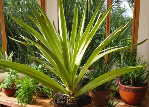 Provide instructions on how to care for a Yucca gigantea plant in a tropical indoor setting.,yucca gigantea,yucca palm,giant yucca,yucca gloriosa,sansevieria,pineapple plant,potted palm,yucca elephant