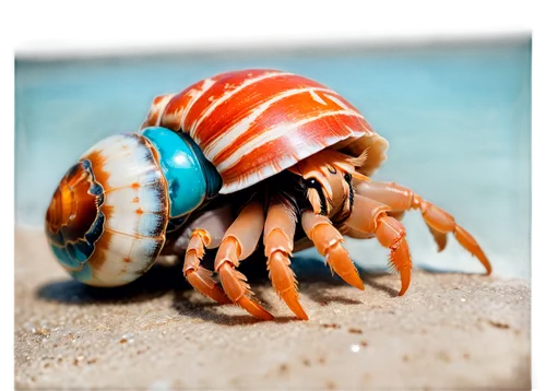 hermit crab,the beach crab,ten-footed crab,square crab,fiddler crab,sea snail,crustacean,crab 1,crab,crab 2,shellfish,freshwater crab,isopod,rock crab,mollusk,mollusc,banded snail,baltic clam,arthropod,north sea crabs,Photography,Documentary Photography,Documentary Photography 03