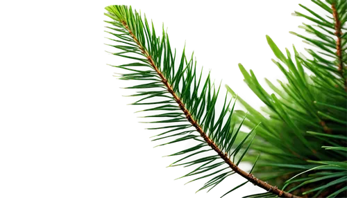 fir needles,fir tree decorations,fir branch,evergreen trees,fir branches,fir-tree branches,fir green,pine needles,fir tree,pine needle,spruce tree,coniferous,fir trees,spruce trees,spruce needles,evergreens,pine tree,fir forest,nordmann fir,norfolk island pine,Art,Artistic Painting,Artistic Painting 23