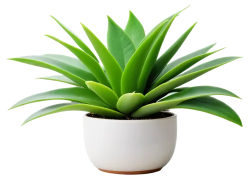 Succulent, green, plump, thick leaves, delicate stems, water storage, indoor plant, ceramic pot, white background, softbox lighting, 3/4 composition, shallow depth of field, vibrant color tone, high c