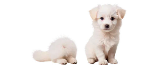 white dog,dogana,dog angel,borzoi,samoyedic,sparapet,pyr,blonde dog,dog pure-breed,inu,transparent background,dog frame,dog,parvo,parvovirus,atka,shoob,indian dog,sniffers,dogrib,Photography,Black and white photography,Black and White Photography 01