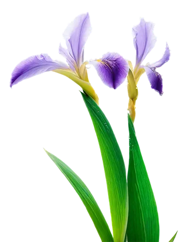 flowers png,algerian iris,iris japonica,irises,iris versicolor,wild iris,iris,purple irises,swamp iris,tulipan violet,laelia,pontederia,white with purple,spathoglottis,flower background,violet tulip,gladiolus,flower purple,laelia crispa,iris reticulata,Illustration,Vector,Vector 14