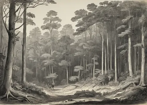 forest landscape,edward lear,old-growth forest,pine forest,tropical and subtropical coniferous forests,robert duncanson,the forests,forests,northwest forest,cool woodblock images,forest dieback,temperate broadleaf and mixed forest,forest workers,temperate coniferous forest,coniferous forest,gum trees,deciduous forest,lithograph,hunting scene,forest background,Illustration,Black and White,Black and White 29