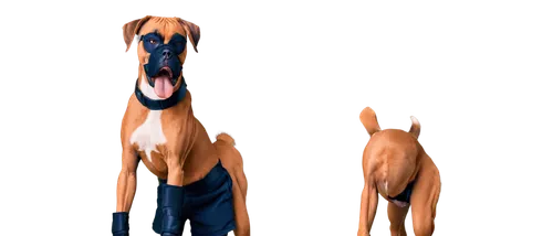 doberman,3d man,3d figure,dogana,3d model,emogi,deformations,dog frame,dog,dobermannt,3d rendered,3d render,secco,fractalius,transparent image,mozote,pinscher,lenderman,deg,animatronic,Illustration,Vector,Vector 15