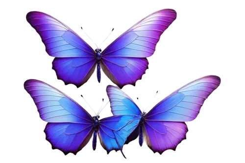 butterfly vector,butterfly clip art,butterfly background,blue butterfly background,hesperia (butterfly),butterfly wings,butterfly lilac,c butterfly,butterflies,vanessa (butterfly),butterfly,morpho,papillon,ulysses butterfly,cupido (butterfly),flutter,butterflay,butterfly effect,rainbow butterflies,butterfly floral,Illustration,Realistic Fantasy,Realistic Fantasy 32