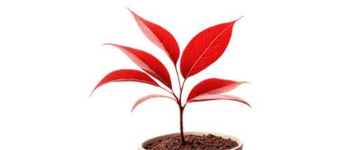 Red leaves, potted plant, autumn season, vibrant red color, delicate leaf veins, thin stems, ceramic pot, earthy brown soil, morning dew, soft natural light, 3/4 composition, shallow depth of field, w