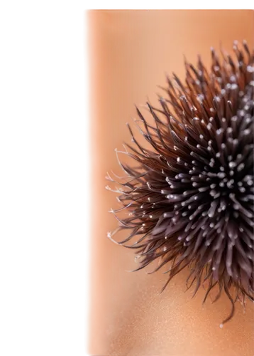 sea urchin,sea-urchin,sea urchins,urchin,flaccid anemone,urchins,greater burdock,burdock,ball thistle,lesser burdock,pulasan,new world porcupine,banksia,large anemone,thistle,porcupine,alpine sea holly,echinacea,trypophobia,durian seed,Illustration,Retro,Retro 20