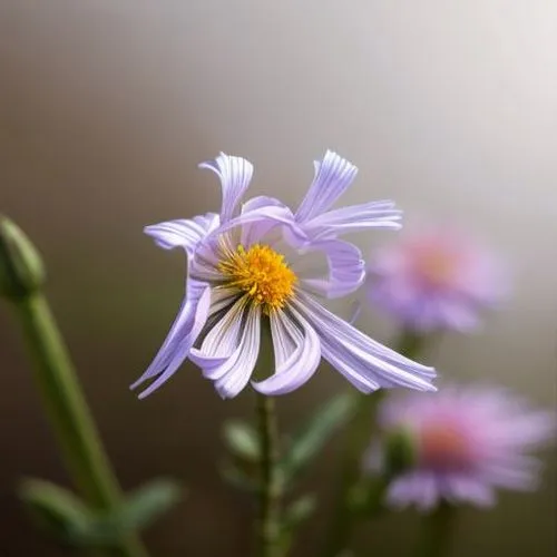 aster tongolensis,aster,winter aster,autumn asters,barberton daisy,autumn daisy,Realistic,Flower,Aster