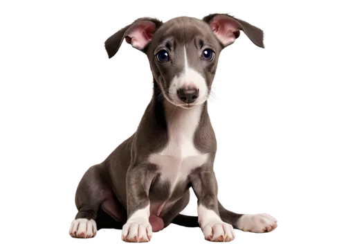 sighthound,lurcher,bull terrier,rat terrier,galga,whippets,galgo,saluki,sighthounds,dog pure-breed,dog breed,great dane,basenji,weimaraner,catahoula,pinscher,doberman,blue staffordshire bull terrier,borzoi,parvo,Illustration,Realistic Fantasy,Realistic Fantasy 30