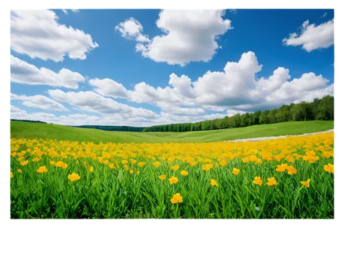 meadow landscape,field of rapeseeds,landscape background,dandelion field,background vector,spring leaf background,spring background,springtime background,dandelion background,dandelion meadow,flower background,rapeseed field,flower field,trollius download,spring meadow,background view nature,flowers png,flowers field,grassland,flower meadow,Conceptual Art,Oil color,Oil Color 08