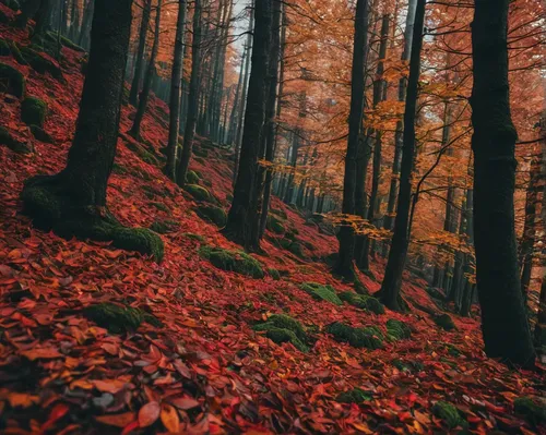 germany forest,autumn forest,mixed forest,forest floor,deciduous forest,forest of dean,bavarian forest,fallen leaves,northern black forest,fairytale forest,forests,coniferous forest,autumn trees,beech forest,autumn background,foggy forest,autumn theme,autumn motive,colors of autumn,ravine red romania,Photography,Documentary Photography,Documentary Photography 08