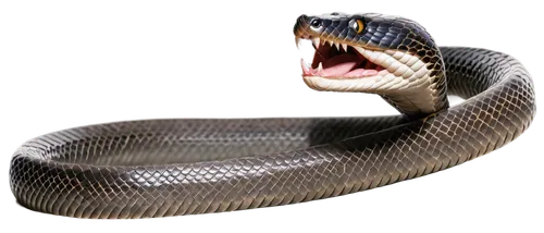 Slinky snake, aggressive posture, mouth open wide, sharp teeth, forked tongue out, scaly skin, brown and gray camouflage pattern, coiled body, tense muscles, hissing sound effect, close-up shot, shall