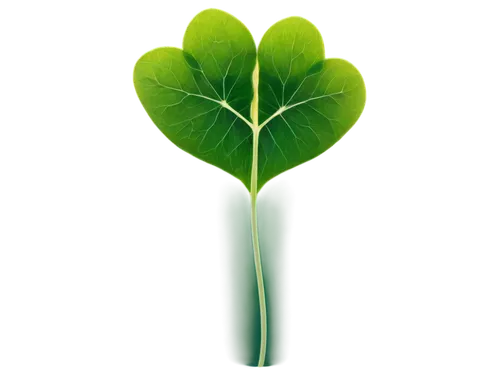 Shamrock, green leaves, three heart-shaped leaflets, yellow center, delicate stem, intricate veins, soft focus, macro shot, warm lighting, pastel colors, gentle composition, isolated on white backgrou