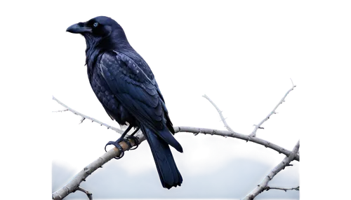 american crow,carrion crow,pied currawong,corvidae,greater antillean grackle,great-tailed grackle,3d crow,common raven,hooded crows,black billed magpie,currawong,steller s jay,boat tailed grackle,crows bird,grackle,new caledonian crow,fish crow,hooded crow,mountain jackdaw,jackdaw,Illustration,Retro,Retro 18