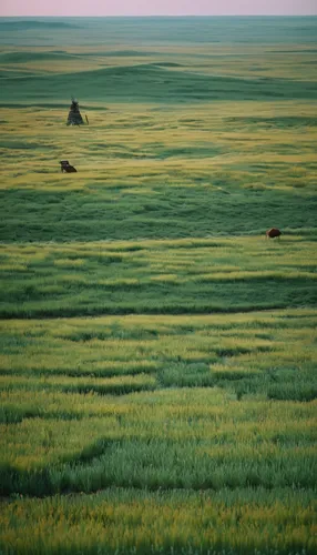 grasslands,inner mongolia,kurai steppe,nature of mongolia,plains,wheat field,nature mongolia,mongolia,gobi desert,grassland,the gobi desert,wheat fields,mongolia eastern,steppe,prairie,the mongolian-russian border mountains,yellow grass,barley field,grain field,the mongolian and russian border mountains,Photography,Documentary Photography,Documentary Photography 01