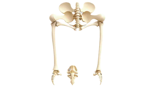 cervical spine,spinal,osteoporotic,vertebral,spine,osteopathy,ossicles,vertebrae,intervertebral,osteopenia,mermaid skeleton,sternum,scoliosis,coracoid,osteopath,skeletal,skeletal structure,artificial joint,thighbone,osteomalacia,Illustration,Vector,Vector 20