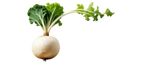 white turnip,turnips,a vegetable,radish,vegetable,daikon,kohlrabi,turnip,rapini,endive,root vegetable,veggie,skirret,parsnip,rutabaga,leek,pak-choi,yellow turnip,persian onion,scallion,Illustration,Black and White,Black and White 31