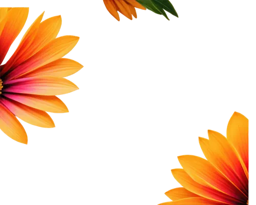 chrysanthemum background,flower background,flowers png,flower wallpaper,gerbera flower,gerbera daisies,wood daisy background,floral digital background,gerbera,sunburst background,abstract flowers,orange flower,colorful daisy,african daisy,south african daisy,calendula,orange red flowers,minimalist flowers,paper flower background,orange flowers,Art,Artistic Painting,Artistic Painting 25