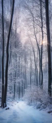 winter forest,winter landscape,winter magic,winter dream,fairytale forest,germany forest,enchanted forest,winter background,foggy forest,winter morning,snow landscape,hoarfrost,wintry,winter light,snowy landscape,forest of dreams,beech forest,christmas landscape,forest landscape,snow trees,Photography,Artistic Photography,Artistic Photography 04