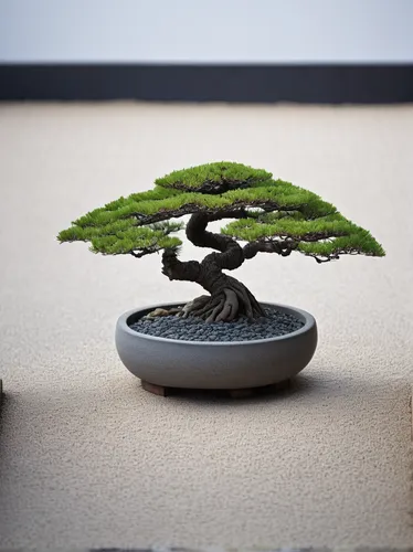 bonsai tree,bonsai,zen garden,japanese zen garden,maple bonsai,elm bonsai,japanese garden ornament,the japanese tree,japanese kuchenbaum,norfolk island pine,incense with stand,ikebana,flourishing tree,tieguanyin,small tree,gyokuro,silk tree,zen,thuja,araucaria,Photography,Documentary Photography,Documentary Photography 19