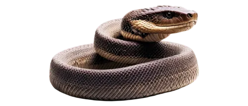 african house snake,rubber boa,hognose snake,indian cobra,sharptail snake,brown snake,king cobra,pointed snake,constrictor,snake's head,venomous snake,emperor snake,black mamba,boa constrictor,snake,plains gartersnake,kingsnake,choke snake,rattlesnake,common kingsnake,Photography,Fashion Photography,Fashion Photography 15