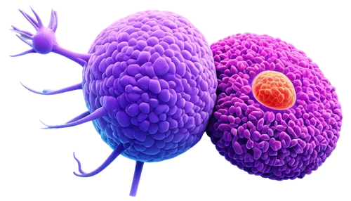 apolipoprotein,vesicles,rhinovirus,vesicular,biosamples icon,spherules,rhinoviruses,chemotherapies,lipoprotein,tularemia,macrophages,cancer illustration,lipoproteins,microstock,ebolavirus,neuroblasts,herpesviruses,cytomegalovirus,centrosomes,chemoreceptors,Illustration,Black and White,Black and White 20