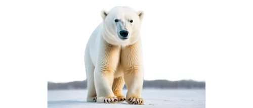 polar bear,white shepherd,polar,icebear,greenland dog,polar aurora,canadian eskimo dog,berger blanc suisse,aurora polar,ice bear,polar bears,white bear,young polar bear,samoyed,maremma sheepdog,nordic bear,white dog,canidae,albino horse,karelian bear dog,Illustration,Realistic Fantasy,Realistic Fantasy 15