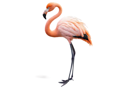 Flamingo, standing, pink feathers, long neck, black beak, bright eyes, slender legs, webbed feet, calm, serene, morning light, soft focus, shallow depth of field, warm color tone, 3/4 composition.,fla