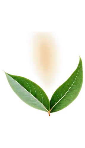 bay leaf,curry leaves,bay-leaf,walnut leaf,magnolia leaf,lotus leaf,coconut leaf,fig leaf,mape leaf,cherry laurel,loose-leaf,tea leaf,hojicha,ceylon tea,loose tea leaves,ayurveda,gum leaves,ylang-ylang,morinda citrifolia,morinda,Photography,Black and white photography,Black and White Photography 13