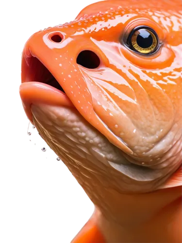 laticeps,nigriceps,gek,salmonid,psittacosaurus,geck,leptodactylus,tetrodotoxin,clingfish,guardfish,skink,piranha,agamid,xenopus,lagarto,red fish,coelurus,oserian,bagaudae,caelostomus,Conceptual Art,Daily,Daily 16